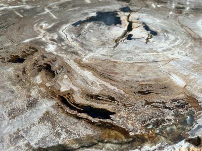 DETALLE MESA DE MADERA PETRIFICADA UMA