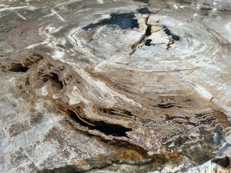 DETAIL OF PETRIFIED WOOD COFFEE TABLE UMA