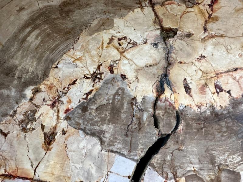 DETAIL OF PETRIFIED WOOD COFFEE TABLE ATENEA