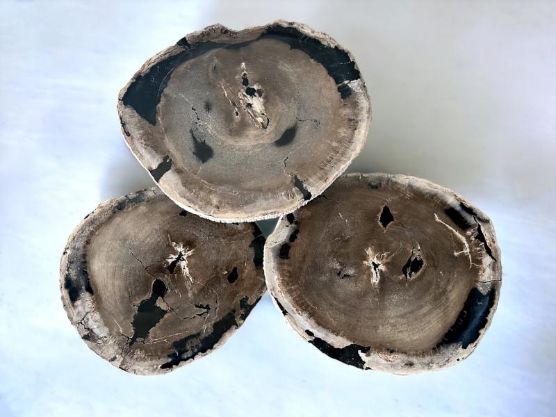 BUY EXCLUSIVE PETRIFIED WOOD COFFEE TABLE SET MALDIVES