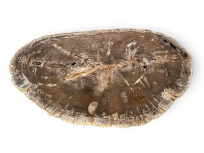 FOSSIL WOOD COFFEE TABLE MOOREA