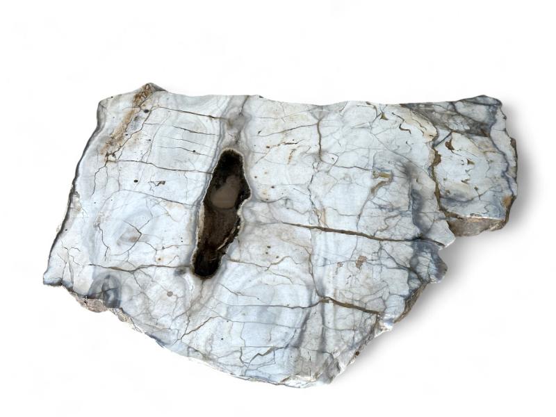 Beautiful Petrified Wood Coffee Table Vivien