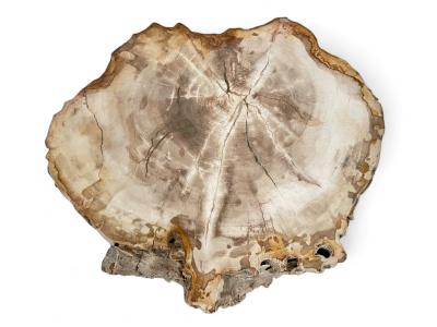 SIDE TABLE IN PETRIFIED WOOD NETTUNO