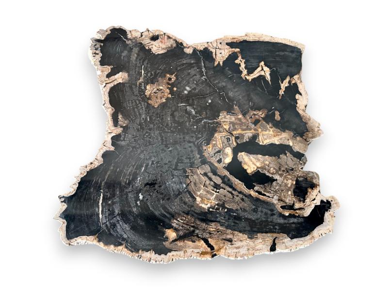 COFFEE TABLE IN BLACK PETRIFIED WOOD - CANNES