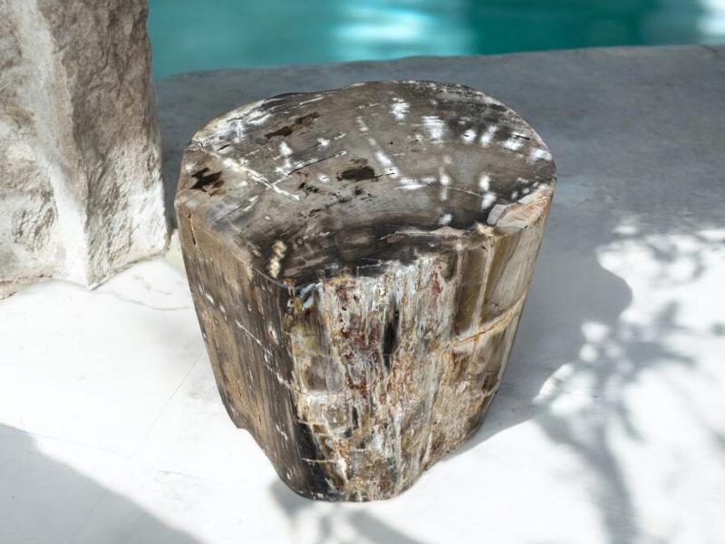 FOSSILIZED WOODEN COFFEE TABLE CROWN