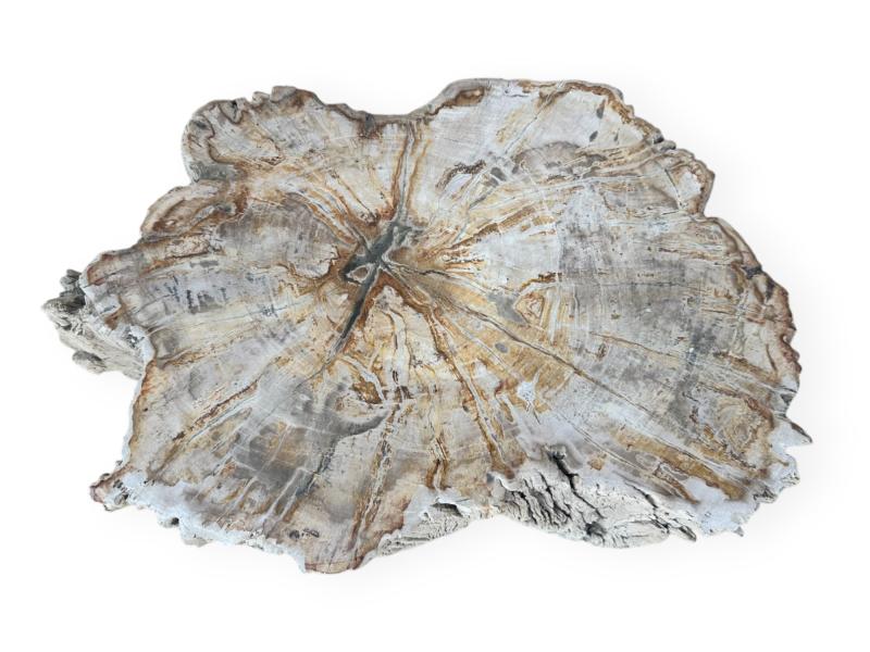 BUY PETRIFIED WOOD SIDE TABLE NETTUNO