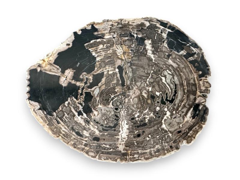 EXCLUSIVE PETRIFIED WOOD COFFEE TABLE ATENEA