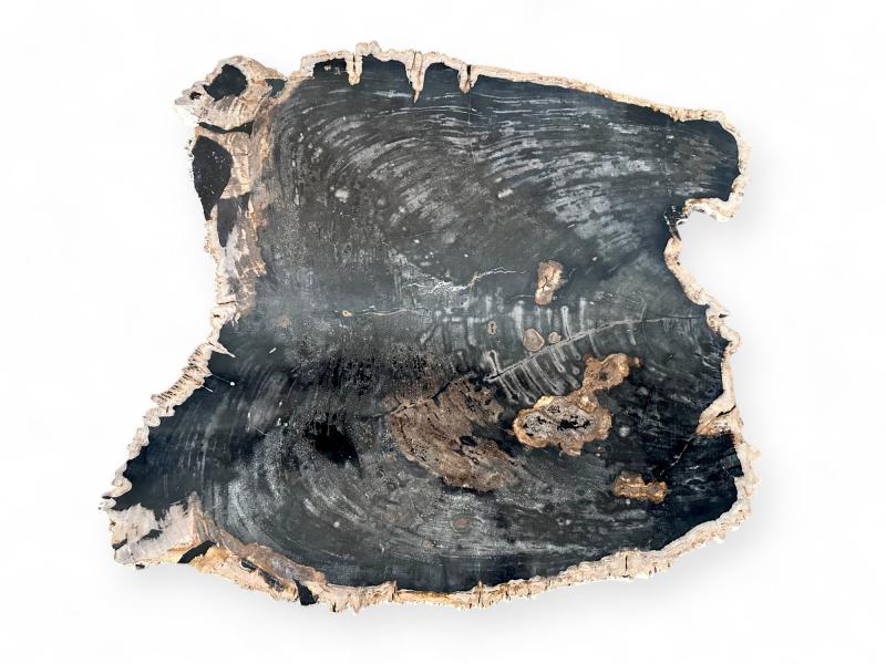 COFFEE TABLE IN BLACK PETRIFIED WOOD - CANNES