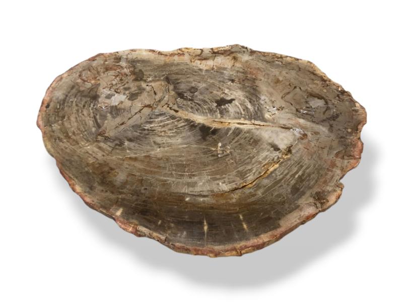 COFFEE TABLE IN PETRIFIED WOOD SOHO