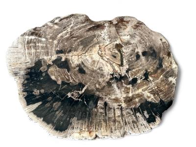 PETRIFIED WOOD COFFEE TABLE ALMA