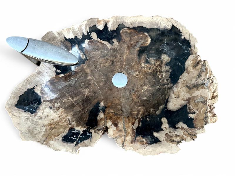 BUY FOSSILIZED WOODEN SINK LEGIAN