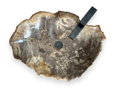 FOSSILIZED WOODEN SINK PARDUS