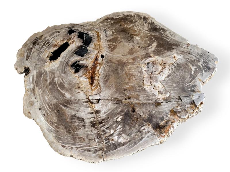 PETRIFIED WOOD COFFEE TABLE UMA