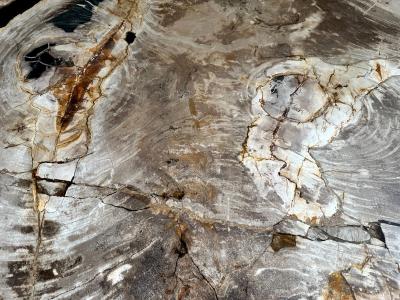 DETAIL OF PETRIFIED WOOD COFFEE TABLE UMA